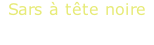 Sars à tête noire